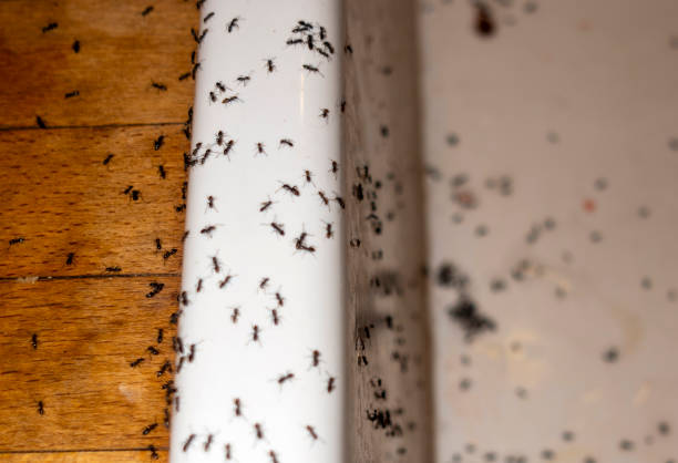 Best Pest Prevention Services  in Forest Hills, TN